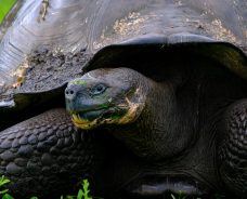 It’s Peak Season for the Gopher Tortoise in Florida: Here’s What You Should Know