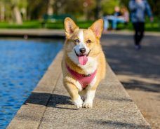 3 Benefits of Dog Parks in Communities