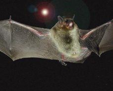 Northern long-eared bats, Indiana bats, and Gray bats: Threatened and Endangered (T&E) Species Reviews