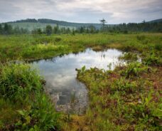 May 2023: American Wetlands Month