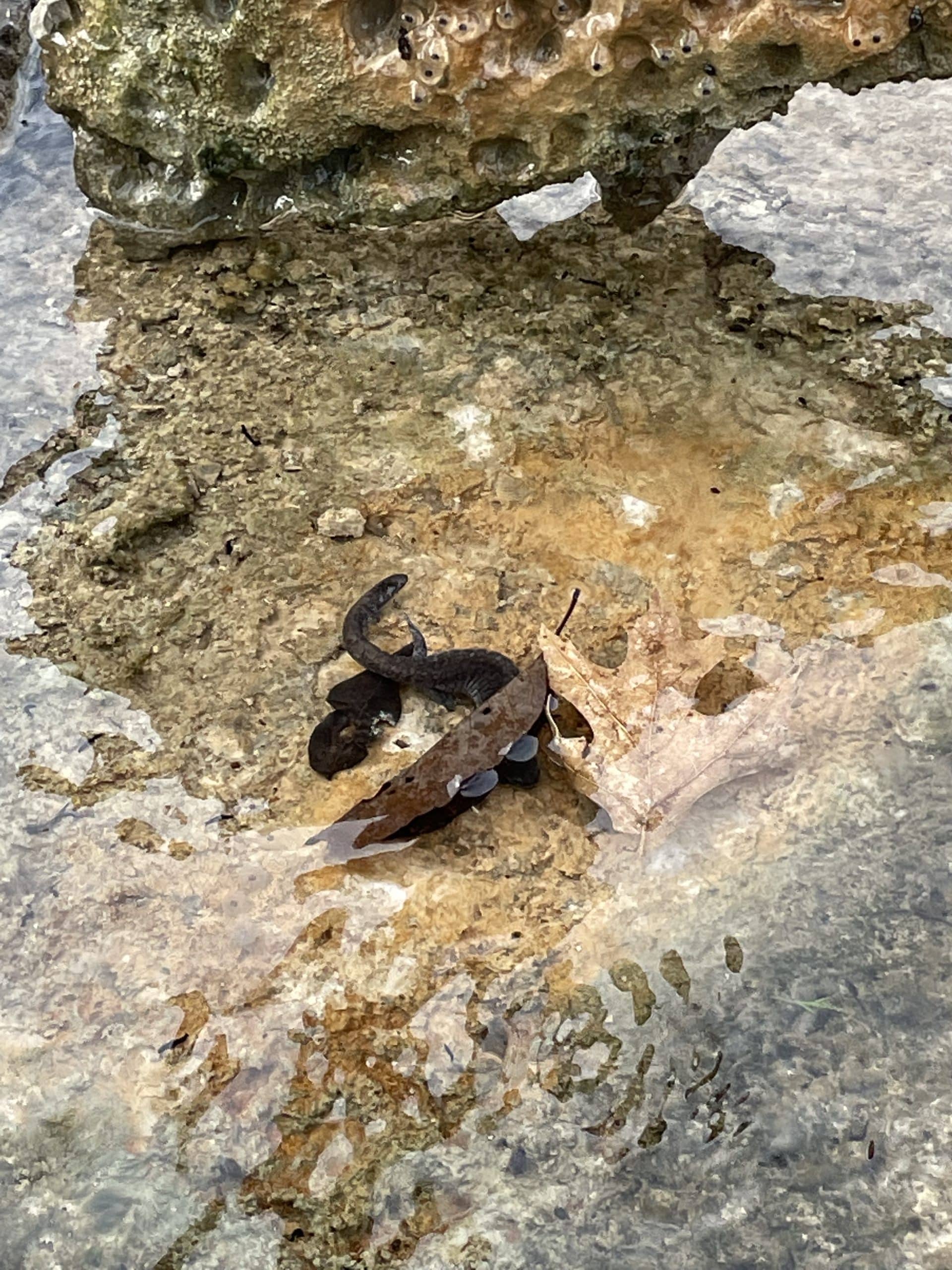 Streamside salamander survey